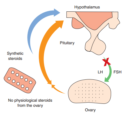 De pil voorkomt ovulatie door onderdrukking van de gonadotrofines (LH & FSH).