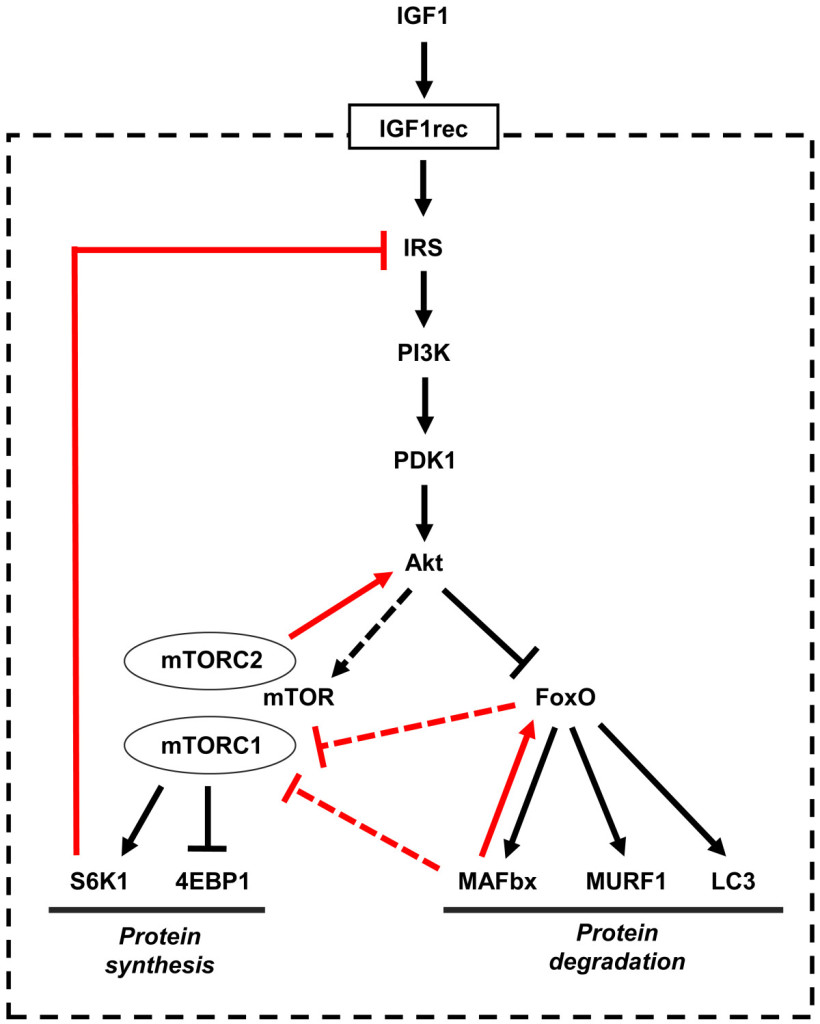 IGF-1/Akt/mTOR pathway. Figuur overgenomen uit [12].