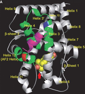 Ruimtelijke structuur van de androgeen receptor met een ligand (methyltrienolon) aangegeven met de rode pijl. Figuur overgenomen uit [7].