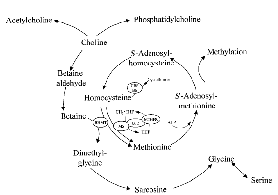 De methionine cyclus. Betaine doneert een methylgroep aan homocysteine om methionine te vormen. Methionine vormt een substraat voor methionine adenosyltransferase om SAM te vormen. SAM is een belangrijke methyldonor in tal van reacties. Na donatie van zijn methylgroep wordt uiteindelijk weer homocysteine gevormd.