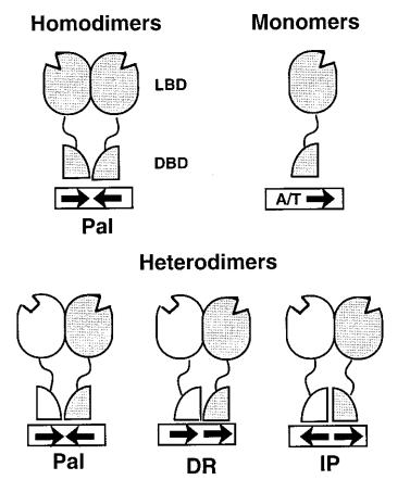 Monomeren, homodimeren en heterodimeren uitgebeeld. Figuur overgenomen uit [1].