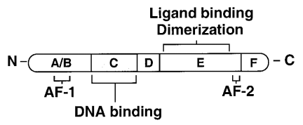 De structuur van een kernreceptor met diens vijf domeinen. Figuur overgenomen uit [1].