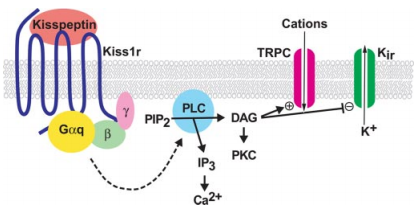 De signaleringscascade volgend na binding van een kisspeptine aan de KISS1R.