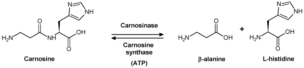 Carnosine synthese en afbraak.