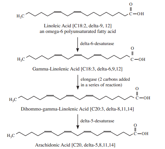 Biosynthese van arachidonzuur uit linolzuur. Figuur overgenomen uit [1].