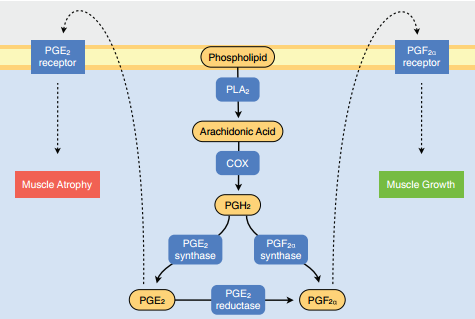 Abstractie van COX pathway en diens rol in spierhypertrofie en -atrofie. Figuur overgenomen uit [8].