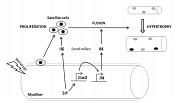 SRF reguleert IL-4 en IL-6 expressie en reguleert daarmee satellietcel proliferatie en fusie. Overgenomen uit [6]. 