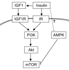 PI3K/Akt/mTOR pathway.