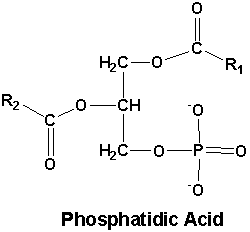 Structuurformule fosfatidezuur (phosphatidic acid, PA).